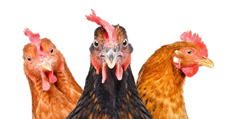 Wat voor stresskip ben jij?